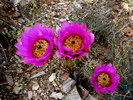 photo thumbnail #2