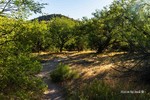 photo thumbnail #3