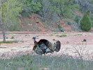 photo thumbnail #4