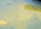 photo thumbnail #13