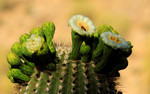 photo thumbnail #3