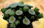 photo thumbnail #4