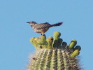 photo thumbnail #3