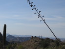 photo thumbnail #12