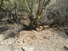photo thumbnail #9