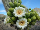 photo thumbnail #2