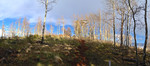 photo thumbnail #8