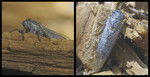 photo thumbnail #5