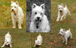 photo thumbnail #12