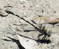 photo thumbnail #11