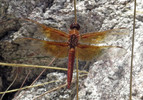 photo thumbnail #12