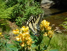 photo thumbnail #13