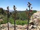 photo thumbnail #8