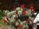 photo thumbnail #4