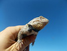 photo thumbnail #5