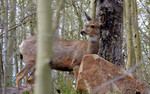 photo thumbnail #5
