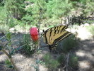 photo thumbnail #7