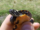 photo thumbnail #9