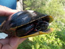 photo thumbnail #6