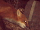 photo thumbnail #14