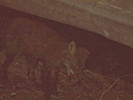 photo thumbnail #13