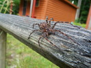 photo thumbnail #3