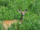 photo thumbnail #14