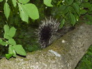photo thumbnail #15