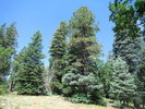 photo thumbnail #7