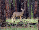 photo thumbnail #3