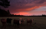 photo thumbnail #9