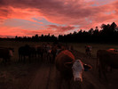 photo thumbnail #12