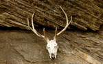 photo thumbnail #11