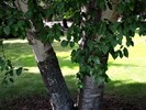 photo thumbnail #15