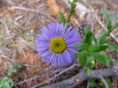 photo thumbnail #2