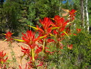 photo thumbnail #7