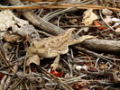 photo thumbnail #12