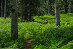 photo thumbnail #15