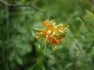 photo thumbnail #8