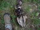 photo thumbnail #2