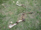 photo thumbnail #5