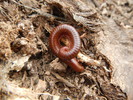 photo thumbnail #6