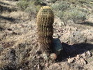 photo thumbnail #12
