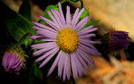 photo thumbnail #8
