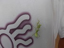 photo thumbnail #4