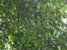 photo thumbnail #13