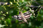 photo thumbnail #1