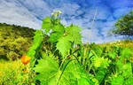 photo thumbnail #12
