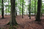 photo thumbnail #11