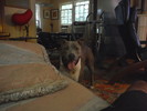 photo thumbnail #12